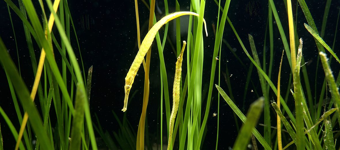 pipefish