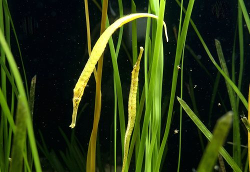pipefish