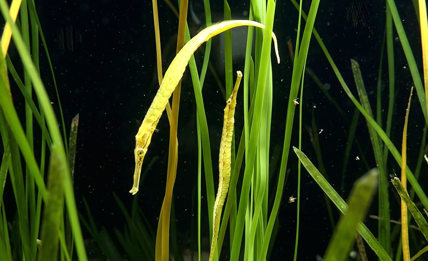 pipefish