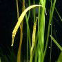 pipefish