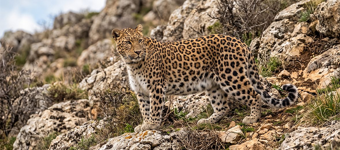 Persian leopard