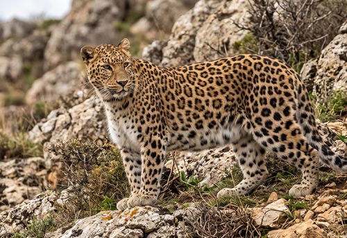 Persian leopard
