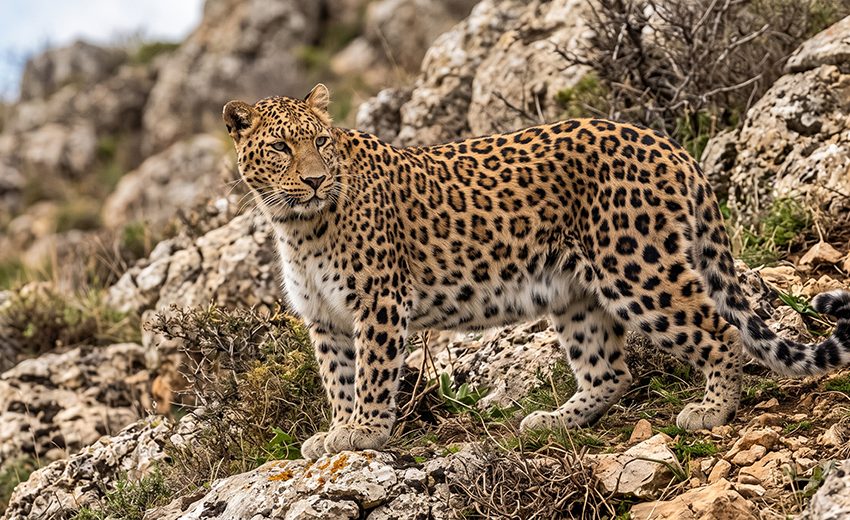 Persian leopard