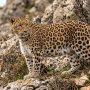 Persian leopard