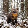 Pacific marten
