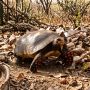 red-footed tortoise